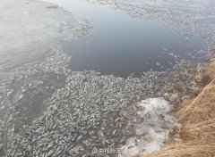 呼伦贝尔一河流大量鱼死亡 官方发布调查结果(图)